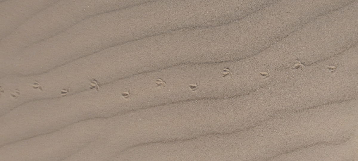 bird track in sand
